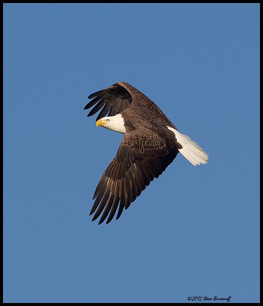 _2SB8906 blad eagle.jpg